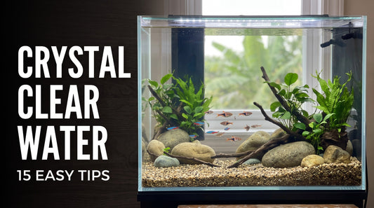 How to Keep Aquarium Water Clean and Crystal Clear