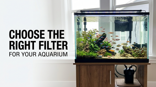 How to Choose the Right Aquarium Filter for Your Tank
