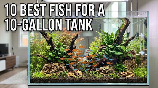 Best Fish for a 10-Gallon Aquarium: 10 Beginner-Friendly Choices