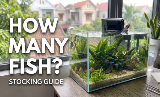 How Many Fish Can You Keep in an Aquarium? A Beginner’s Stocking Guide