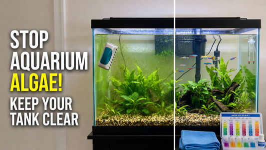 How to Prevent and Control Algae in Your Aquarium