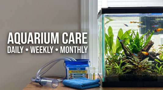Aquarium Maintenance Schedule: A Simple Daily, Weekly, and Monthly Routine