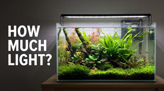 Aquarium Lighting Guide: How Much Light Does Your Tank Need?