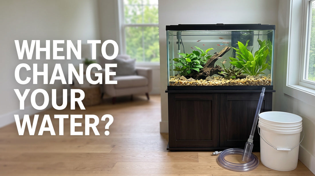 How Often Should You Change Aquarium Water? A Beginner’s Guide