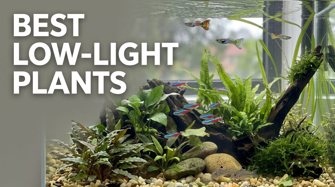 Best Aquarium Plants for Low-Light Tanks: 10 Easy Choices for Beginners