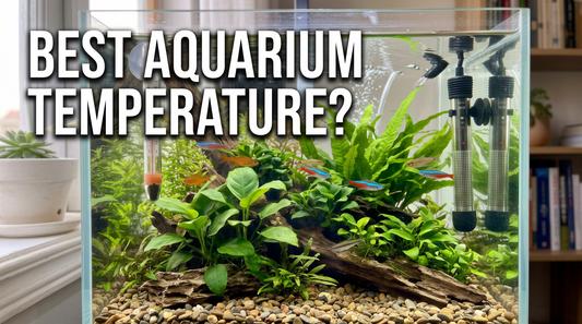 What Temperature Should a Freshwater Aquarium Be?
