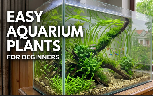 Best Aquarium Plants for Beginners: Easy and Low-Maintenance Choices