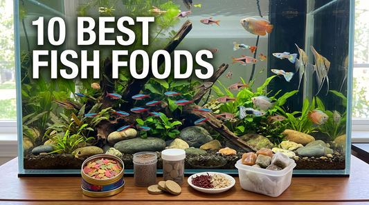 10 Best Aquarium Foods for Healthy Freshwater Fish