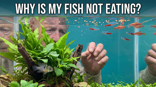 Why Are My Aquarium Fish Not Eating? Common Causes and Solutions