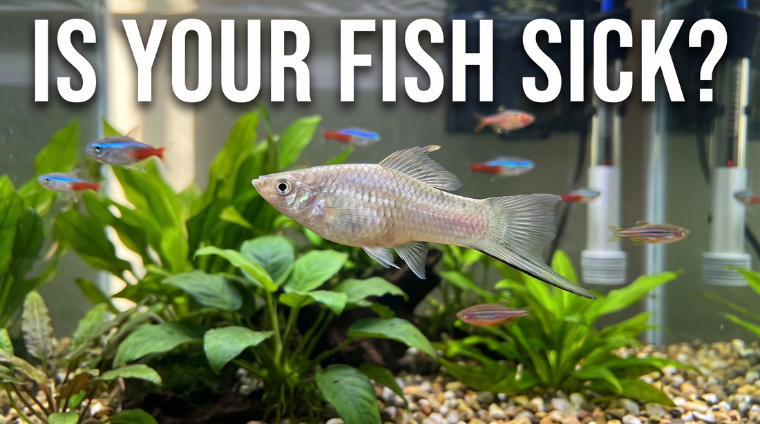 How to Spot Signs of Illness in Aquarium Fish: A Beginner’s Guide