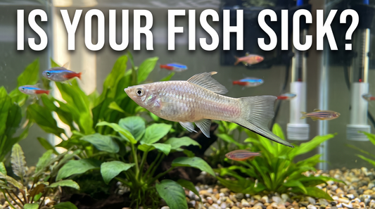 How to Spot Signs of Illness in Aquarium Fish: A Beginner’s Guide