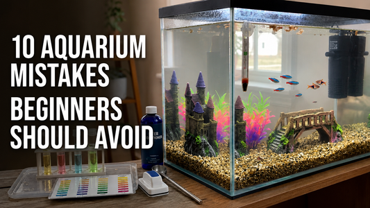 10 Common Aquarium Mistakes Beginners Should Avoid