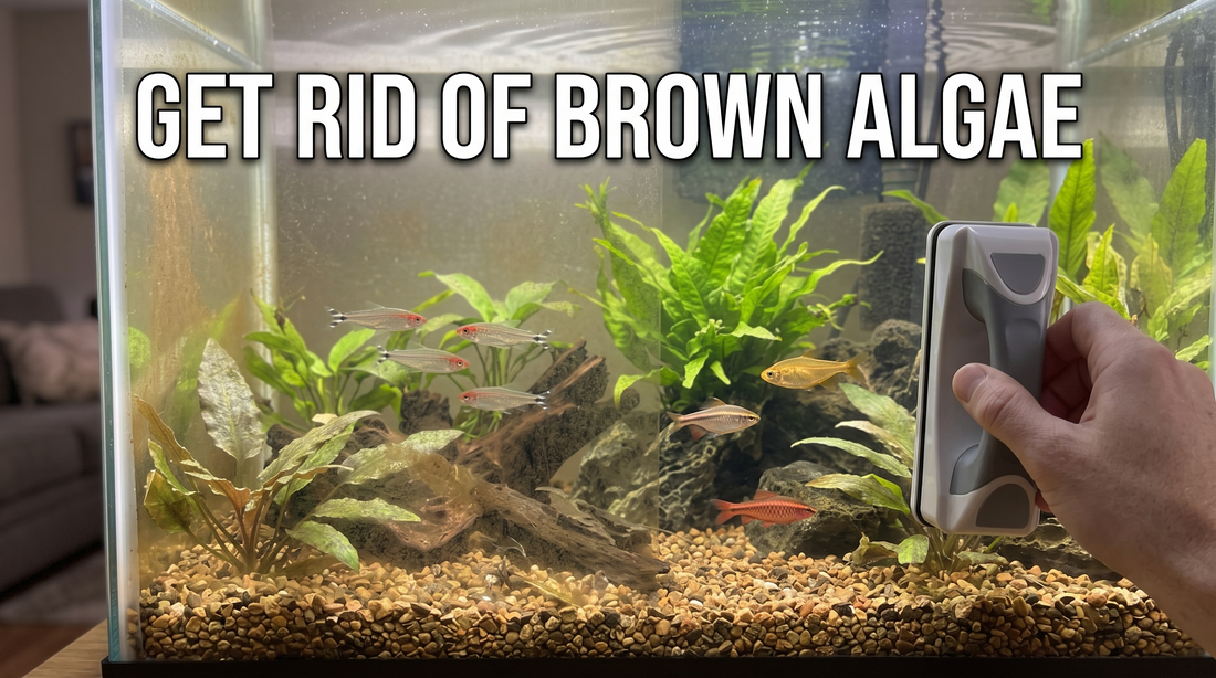 How to Get Rid of Brown Algae in a Freshwater Aquarium