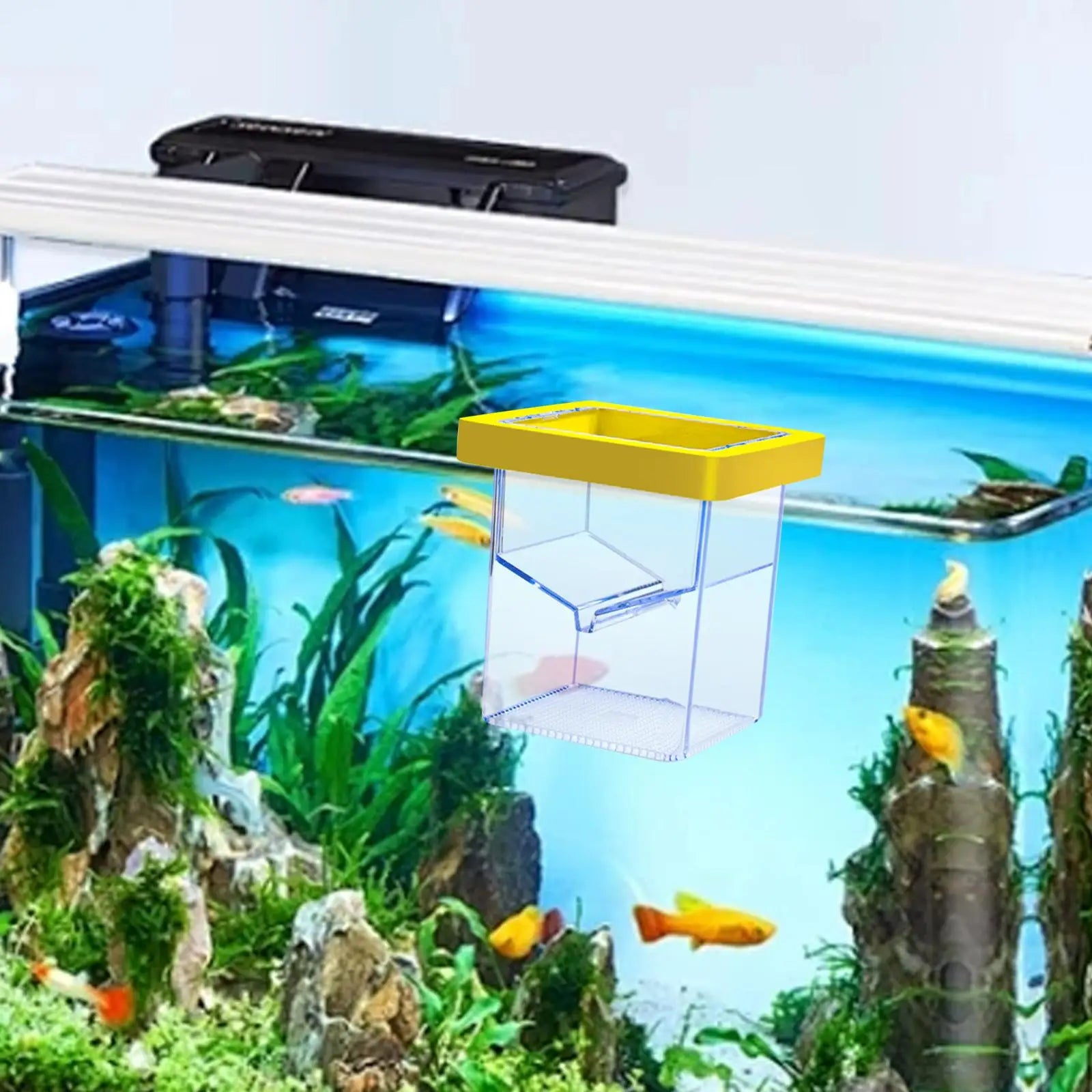 diy fish isolation box Floating isolation box – Aqua Layouts